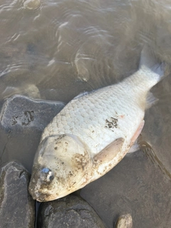 フナの釣果