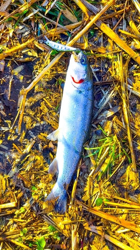 ニジマスの釣果