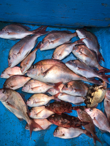 マダイの釣果