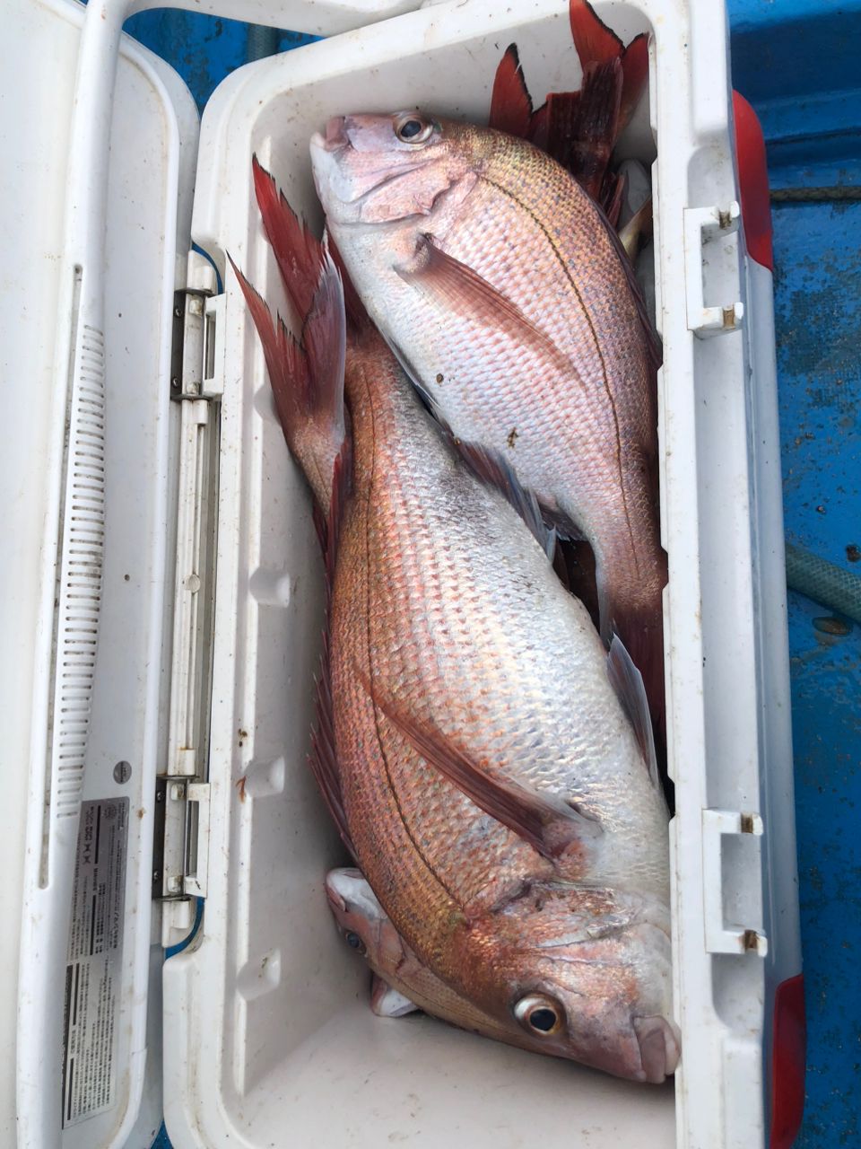 へなちょこ　釣り師さんの釣果 2枚目の画像