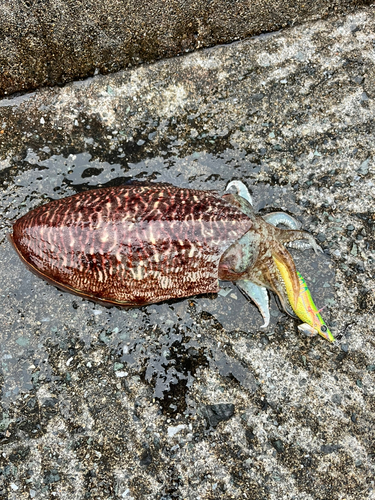 コウイカの釣果