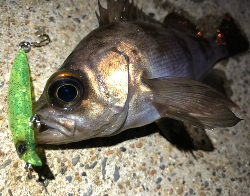 メバルの釣果