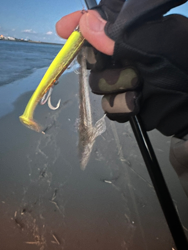 マゴチの釣果