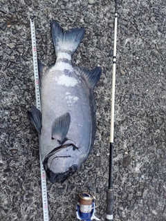 イシダイの釣果