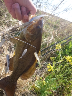 スモールマウスバスの釣果