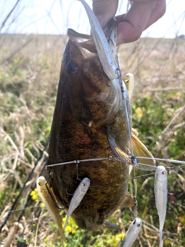 スモールマウスバスの釣果