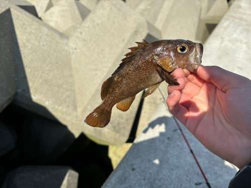 ガヤの釣果