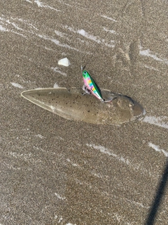 シタビラメの釣果