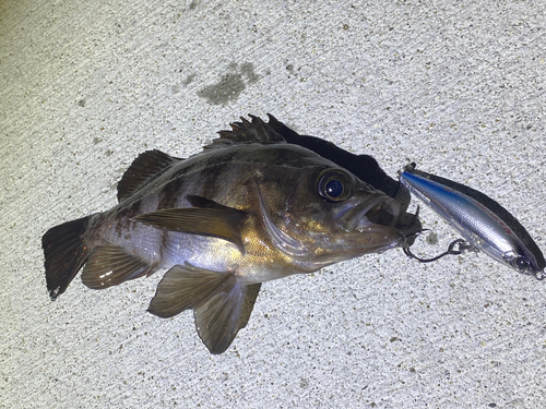 メバルの釣果