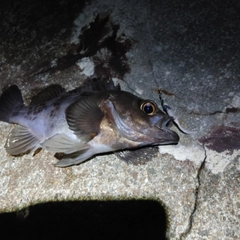 キンメバルの釣果