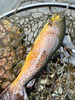 ブラウントラウトの釣果