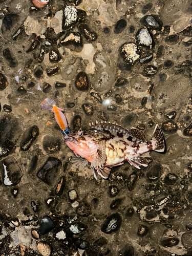 カサゴの釣果