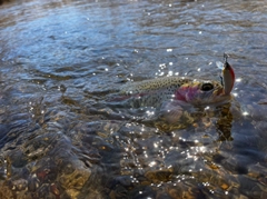 ニジマスの釣果