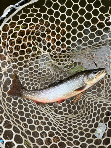 トラウトの釣果