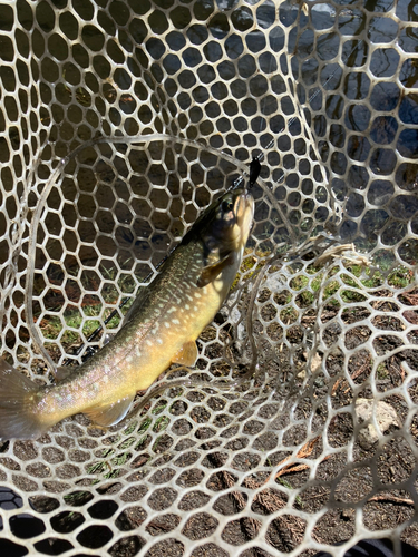 ブラウントラウトの釣果