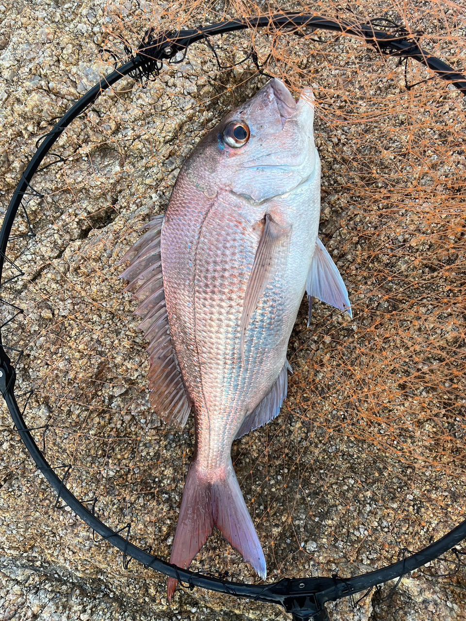 高校生アングラー hatamuzuさんの釣果 1枚目の画像