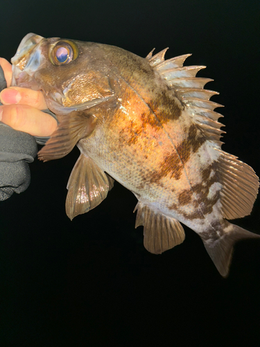 メバルの釣果