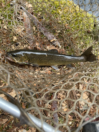 トラウトの釣果