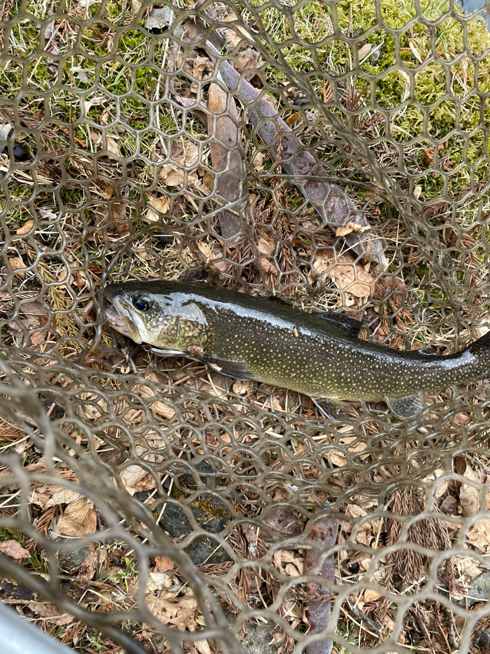 トラウト