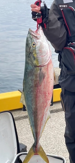 ブリの釣果