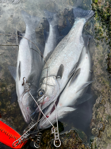 ヒラスズキの釣果