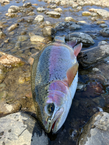 ニジマスの釣果