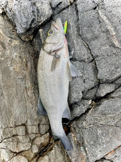 ヒラスズキの釣果