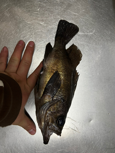 シロメバルの釣果