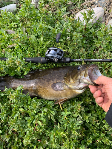 スモールマウスバスの釣果