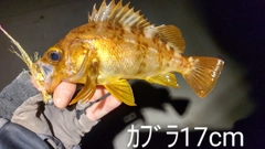 キンメバルの釣果