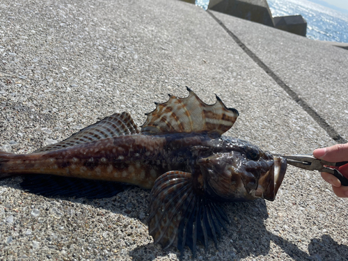 カジカの釣果