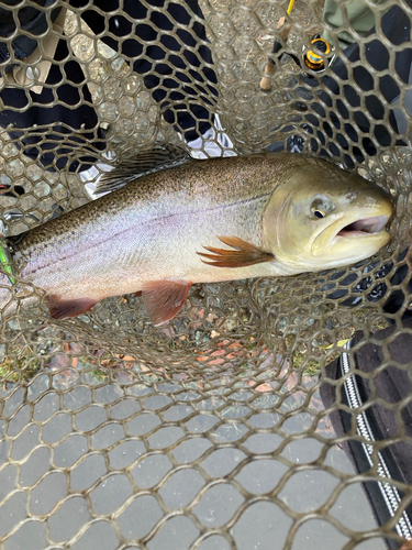 ニジマスの釣果