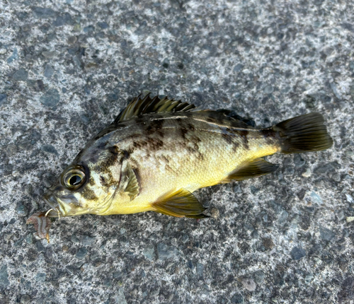 メバルの釣果