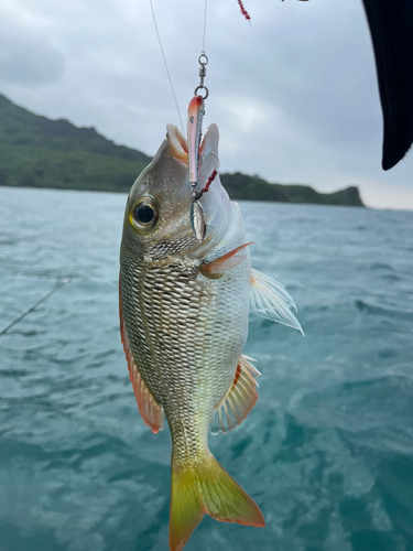 クチナジの釣果