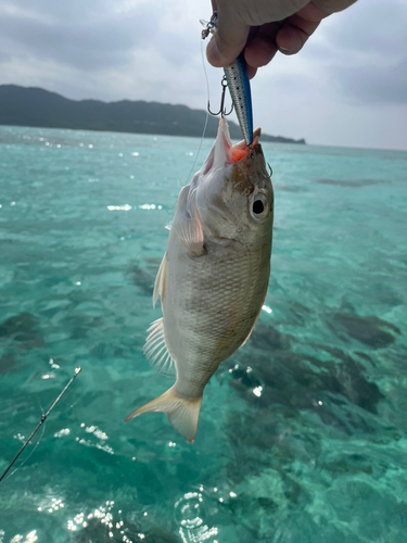 ムルーの釣果