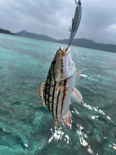 アミメフエダイの釣果