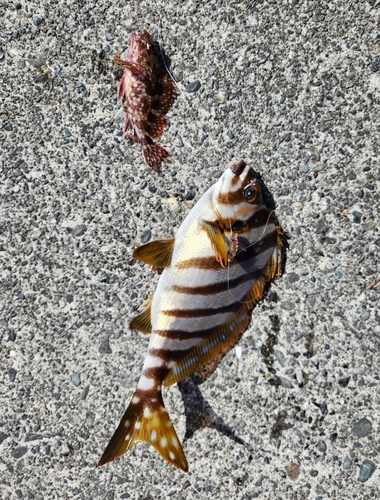 タカノハダイの釣果