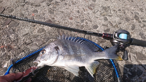 キビレの釣果