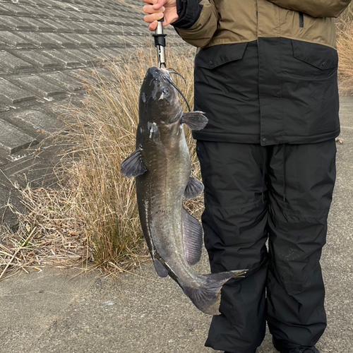 アメリカナマズの釣果