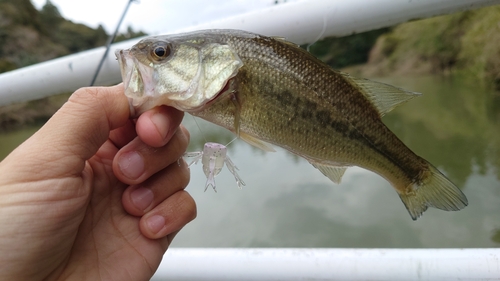 ラージマウスバスの釣果