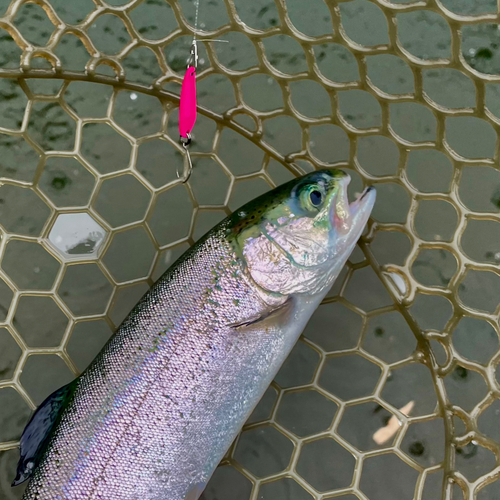 ニジマスの釣果