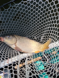 ニゴイの釣果