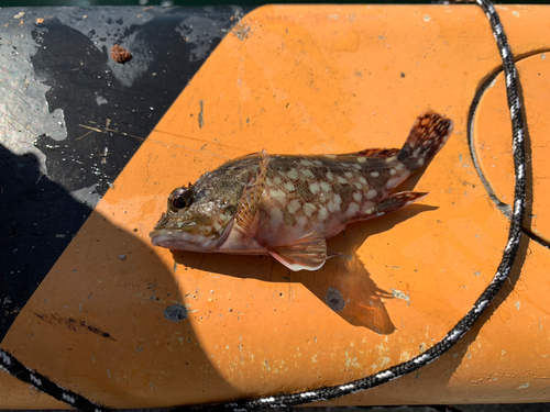 カサゴの釣果