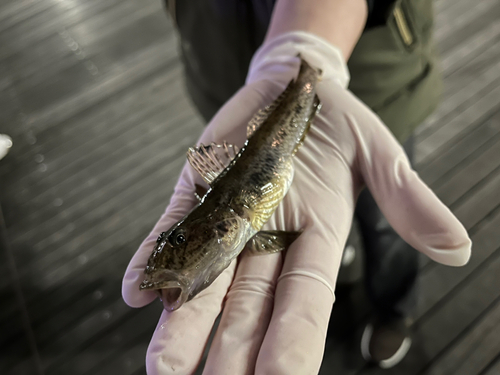 臨港パークで釣れたハゼの釣り・釣果情報 - アングラーズ