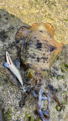 アオリイカの釣果