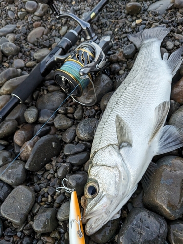 ハネ（ヒラスズキ）の釣果