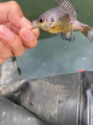 ニジマスの釣果