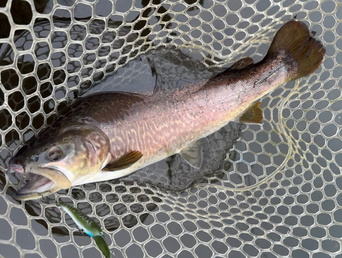 ニジマスの釣果