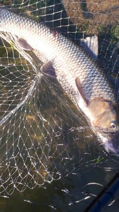 ニゴイの釣果