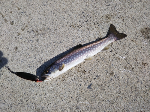 アメマスの釣果